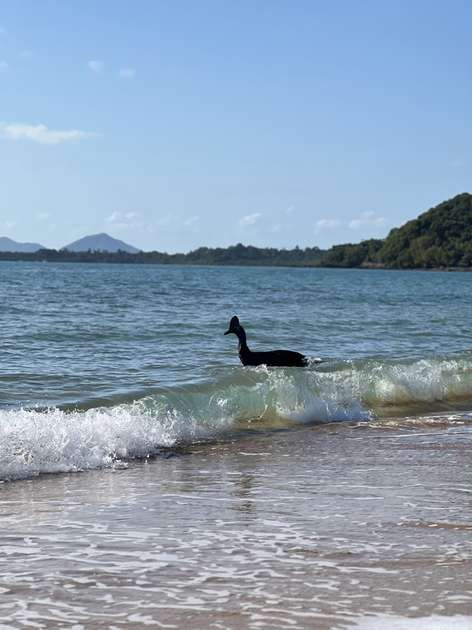 The Most Dangerous Bird In The World The Cassowary Is Seen Bathing