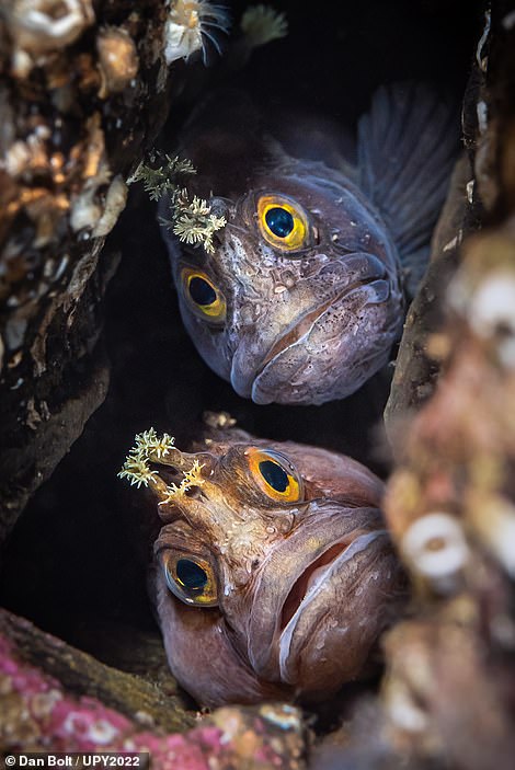 'Framed well and lit beautifully, it’s a classic.' So said the judges of this shot by British photographer Dan Bolt, which shows two Yarrell's blennies in Loch Carron, Scotland. It was the overall victor in the 'British Waters Macro' category. Bolt said that the loch, which he has been visiting for the past decade, has 'never failed to produce stunning underwater images with its diverse array of marine inhabitants'. He explained: 'We were diving on an area of reef I’d not previously explored, and after an excited squeal and waving of a torch in my direction I dropped down to see that my buddy had found not one, but two beautiful little blennies holed up in a crack in the rock. Having my long macro lens on was an advantage as I could stand off from the reef enough to get some light into their home so we could all see their some-what bemused little faces. Best buddies for sure!'