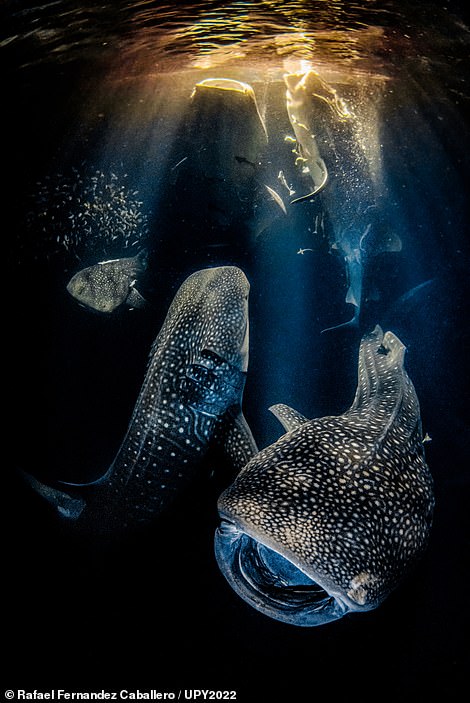 Overall winner Rafael Fernandez Caballero captured this sensational picture in the Ari Atoll in the Maldives. It also reigned supreme in the 'Wide Angle' category. Sharing the story behind the shot, Caballero said: 'At the beginning of the night one whale shark came to the light of our boat, BlueForce One, we jumped in the water and then another whale shark came. We were so happy when, a couple of hours later, out of the blue, madness happened and whale sharks started to come in big numbers. I was together with Gador Muntaner, a shark researcher, who couldn’t believe what we were seeing. We counted at the same time 11 whale sharks surrounding us. It was a unique moment that no one there had thought could even be possible.' He added: 'Magic happens in the ocean every day, but if we don’t protect the oceans and sharks, these moments will soon be a thing of the past.' One judge said that the image 'took his breath away' when he first saw it