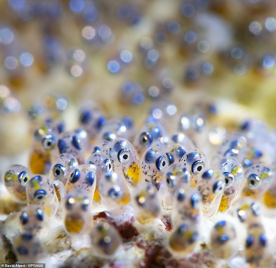 The Indonesian dive resort and conservation centre of Misool was the setting for this colourful image - a runner-up in the 'Macro' category - which shows anemone fish embryos just hours before they were due to hatch. UK photographer David Alpert, who was behind the lens, said: 'Their large eyes give a sense of foreboding for what lies beyond. Around spring tide, with water volumes at their greatest, a couple of hours after dusk, for maximum protection from predators, they will be cast adrift onto the ocean currents to try to navigate their way through to adulthood. All are male. They will hope to establish themselves with an anemone to form a symbiotic relationship. Only the dominant male will breed with the single female, the largest in the group. When she dies, he will alter his sex to become the next breeding female. And so the cycle is complete - in balance - but first, they must hatch – getting close now - will it be tonight? Yes – the day after I took this picture they were gone.' The judges praised Alpert's 'very nice composition of this difficult subject'