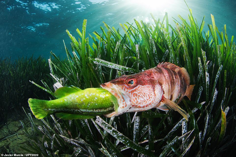 'Boom! Great moment of the painted seabass engulfing the green wrasse.' So said one judge of this shot, which was captured off the coast of the Spanish fishing village of La Azohia. It's a runner-up in the 'Behaviour' category. Photographer Javier Murcia said that the picture 'is the result of many years working on animal behaviour'. He explained: 'A diseased species is usually easy prey for a predator since it uses little energy. In this case, a Mediterranean predatory fish has hunted a green fish, an endemic species to the Mediterranean and abundant in the Posidonia oceanica meadows. The moment was unique, the green wrasse swam slowly and roughly, it was probably sick, and a few metres away I could see the seabass hiding among the dense Posidonia meadow to hunt it down. It was a matter of being patient and in the blink of an eye, I caught it. The painted seabass was so interested in swallowing it that I was able to get within a few inches without flinching. And so is the cycle of life'