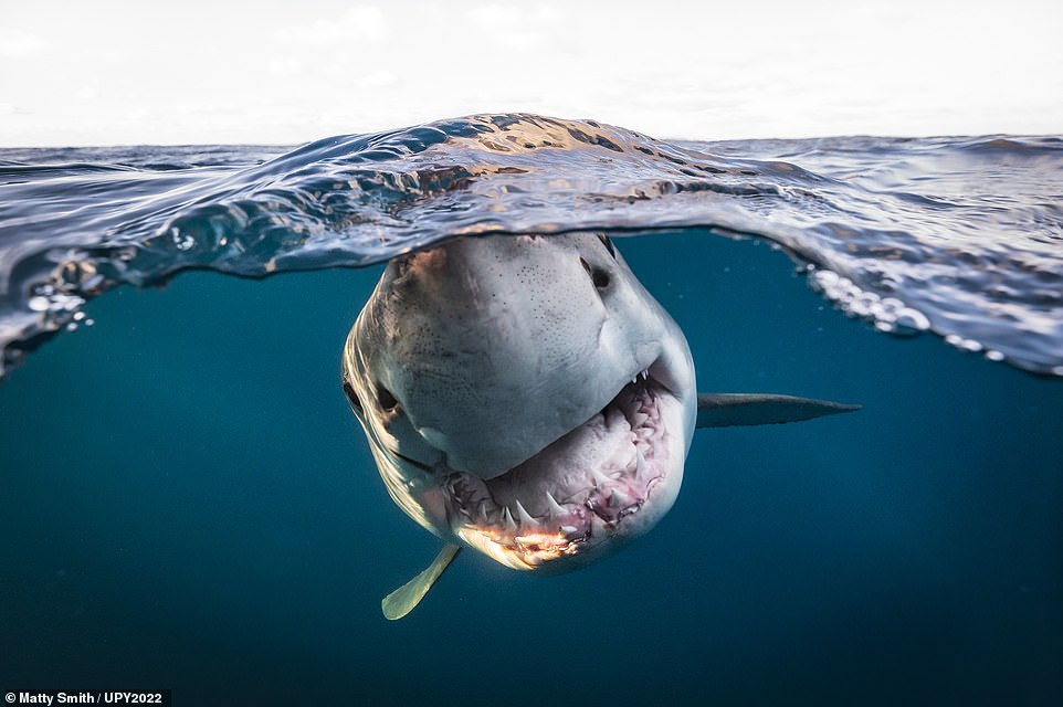 The incredible winners of the Underwater Photographer of the Year