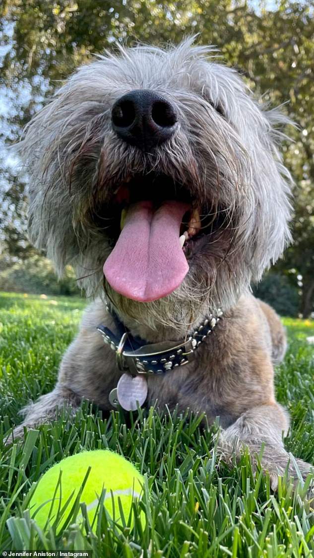 A good look at a loved one: close-up of Clyde with a tennis ball