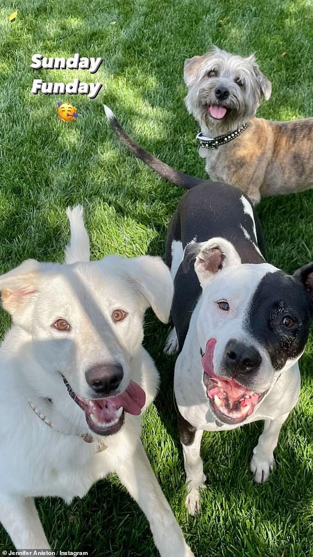 Trio: Sirena has been proud of her dog for decades.  Her current batch of dogs is adorable.  One of the dogs is named Clyde, a schnauzer mix, and Sophie, her white pit bull.  Then there's Lord Chesterfield, far left