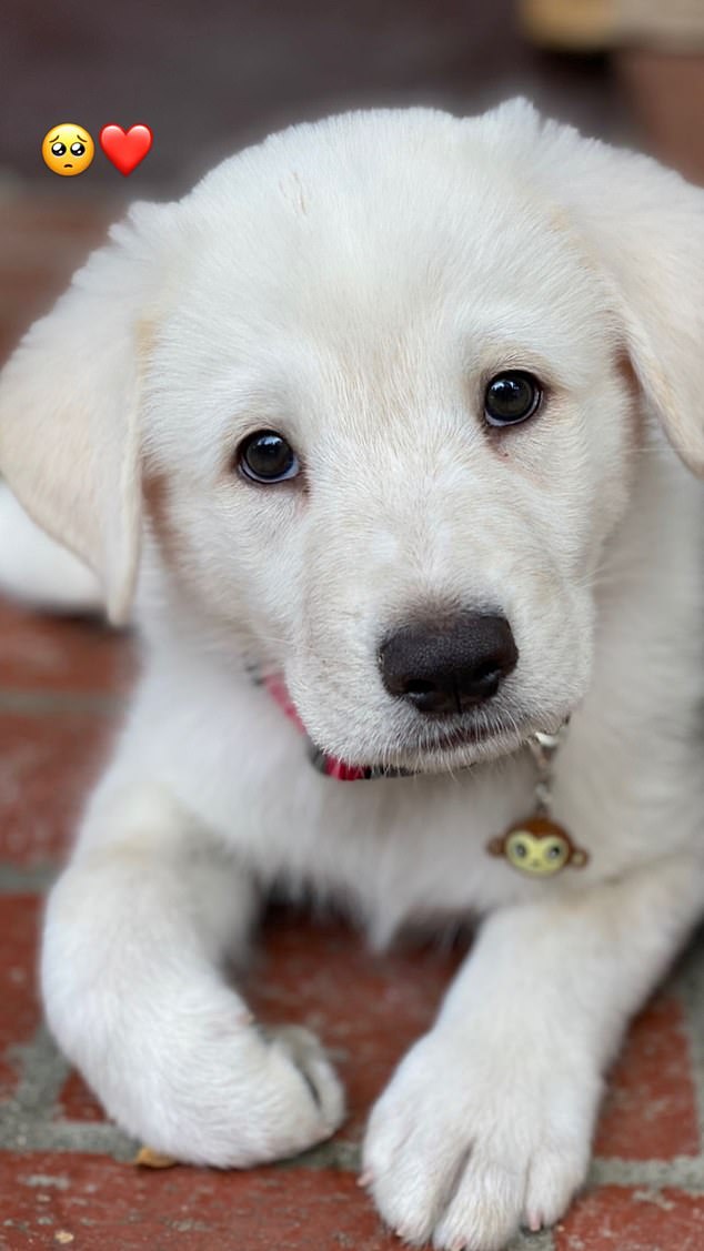 Puppy Fever: National Puppy Day was established in 2006 by Colleen Page, who hoped to shed light on dogs that needed to be saved.  It should not be confused with National Dog Day which falls on August 26th.