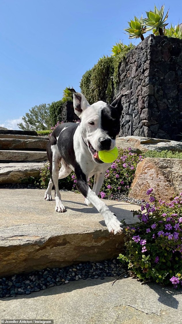 Great shot in motion: And here is her pit bull with a tennis ball in her mouth