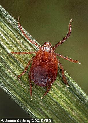 Public health officials said the risk to public health is low as the disease is usually spread by tick bites, which are not found in the UK, and is difficult to spread from person to person.  In the photo: a stock image of a tick