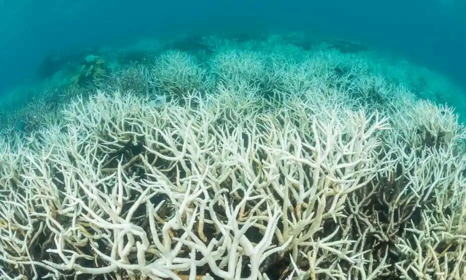 A sixth massive bleaching for the Great Barrier Reef