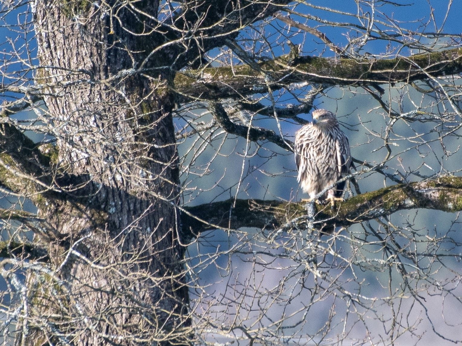 Ornithological Sensation The Imperial Eagle flew for the first time