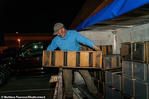 A beekeeper unloads a cargo box of bees at Atlanta's Hartsfield-Jackson Airport