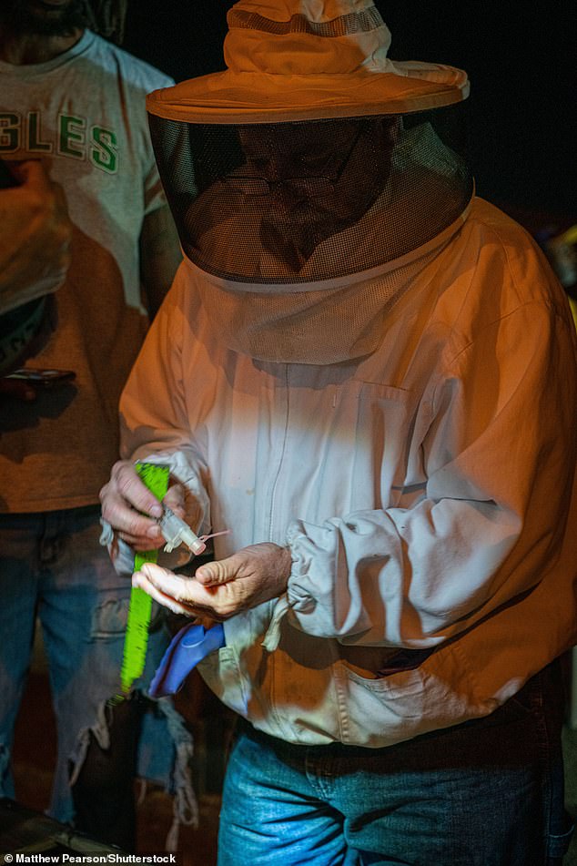 Many of the bees were saved thanks to the quick response of the bee community.  Pictured above, a beekeeper from Atlanta