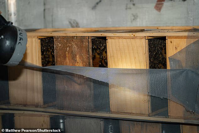 A flashlight is lit as a beekeeper examines the condition of the stranded bees.  The vast majority of bees died in the heat, but several thousand were saved