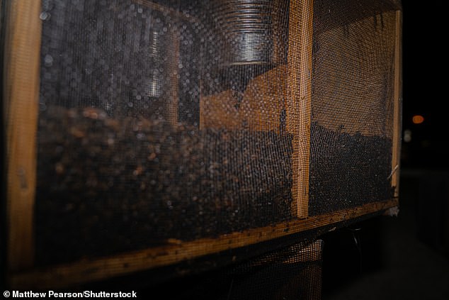 Crate of bees that starved to death after a cargo crate was left out in the hot sun at Atlanta's Hartsfield-Jackson Airport