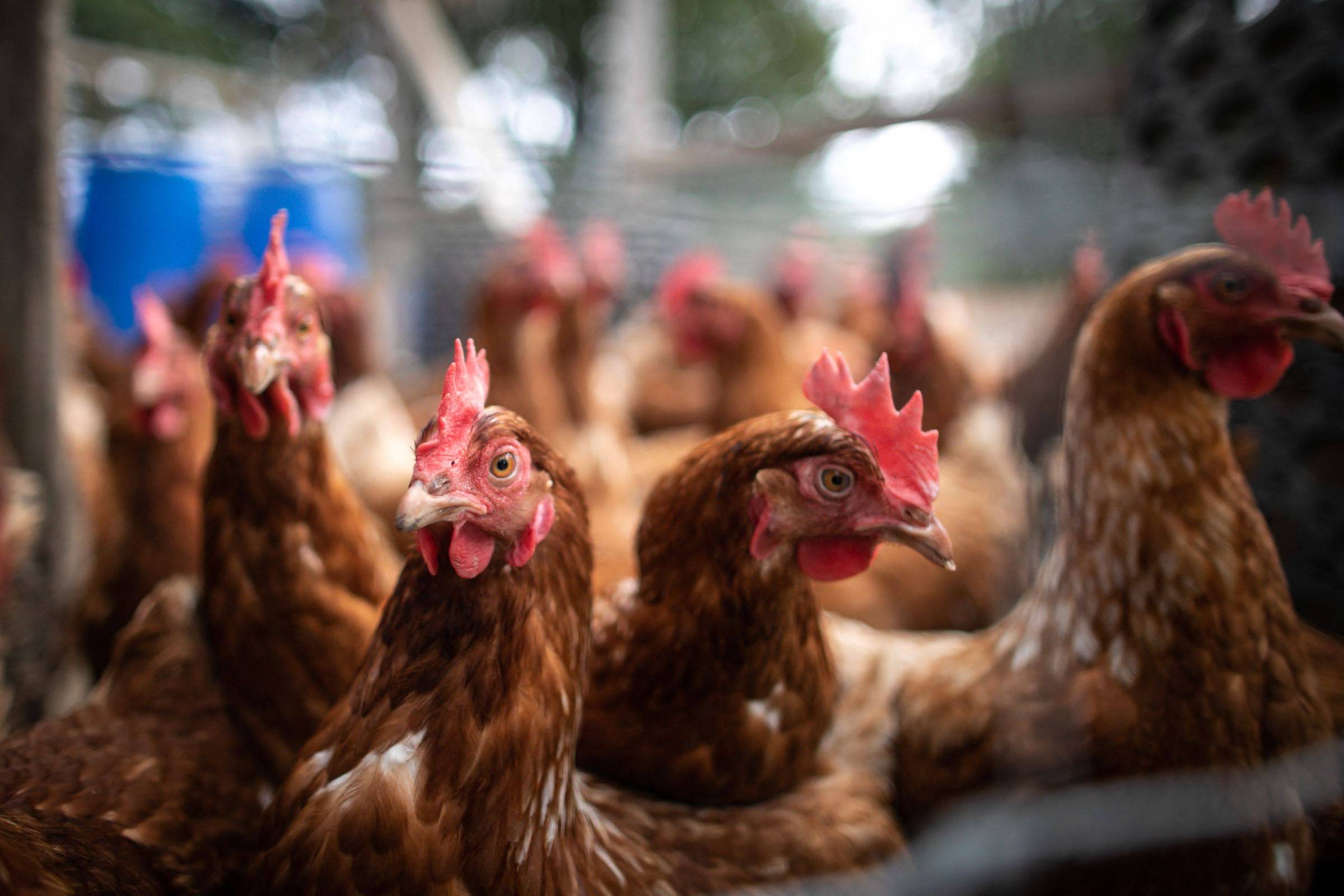 Avian Flu Reaches 31 States In The United States