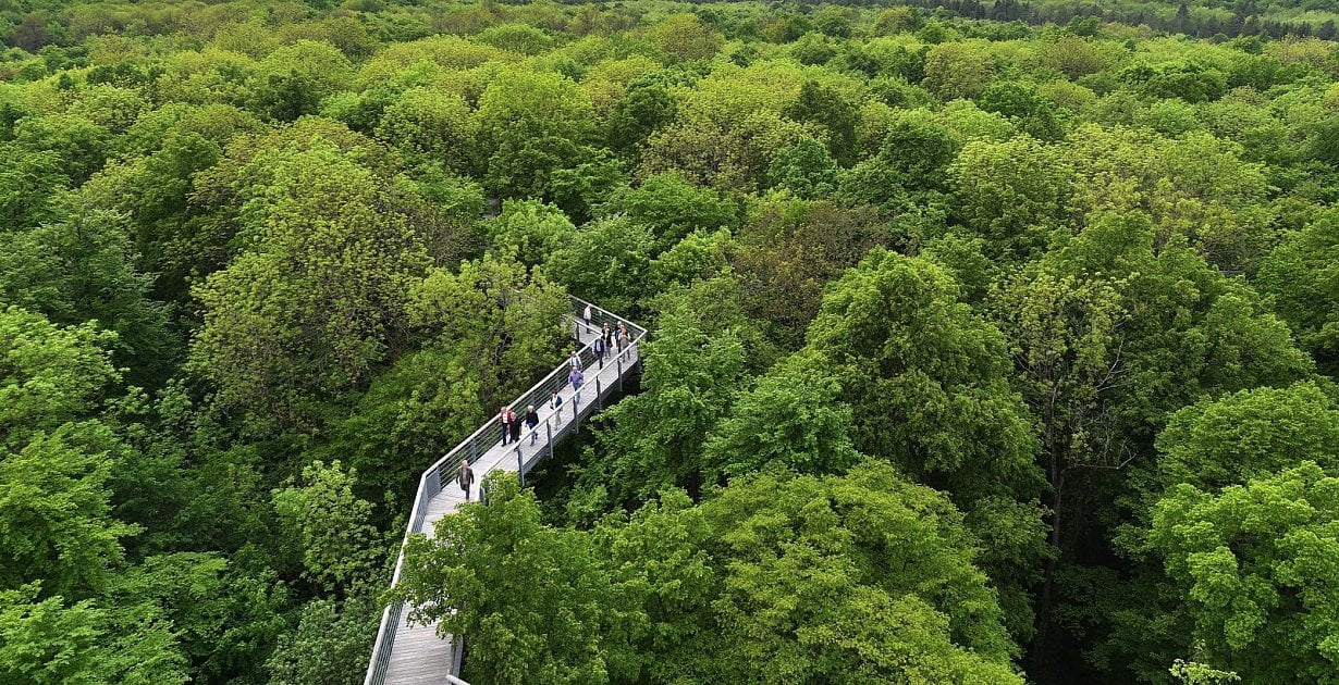 Environmental protection New map shows tree canopy height