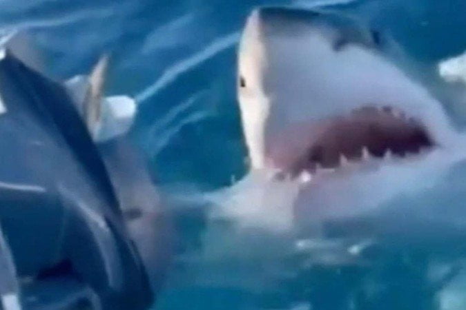 Shark bites motor surrounds family in boat for hour Search