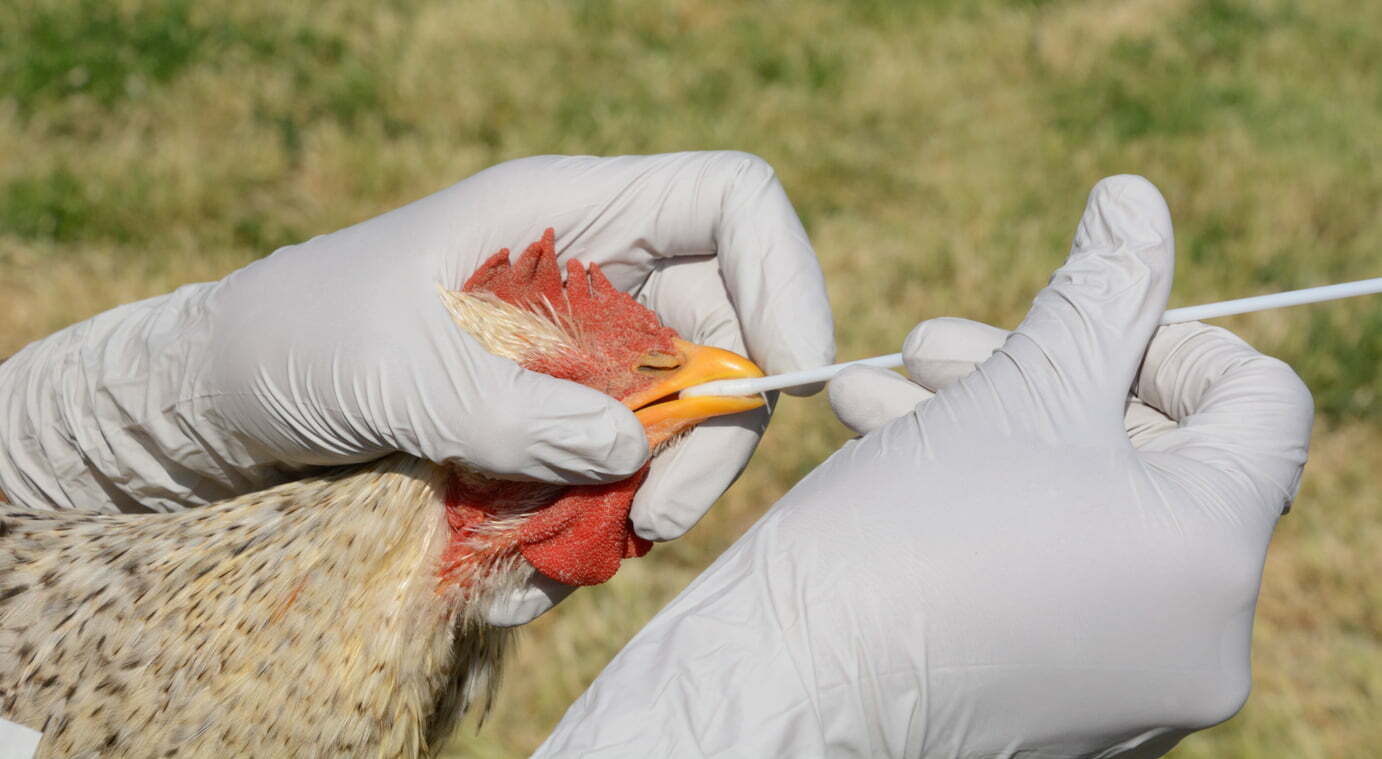 The US Confirms Its First Human Case Of H5N1 Avian Influenza S Chronicles