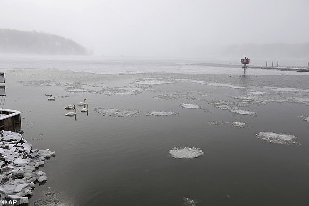 Mute swans and other birds take shelter in Irondequoit Bay in Irondeqquoit, New York near the Irondequoit Bay Outlet Bridge from windy Lake Ontario on Friday