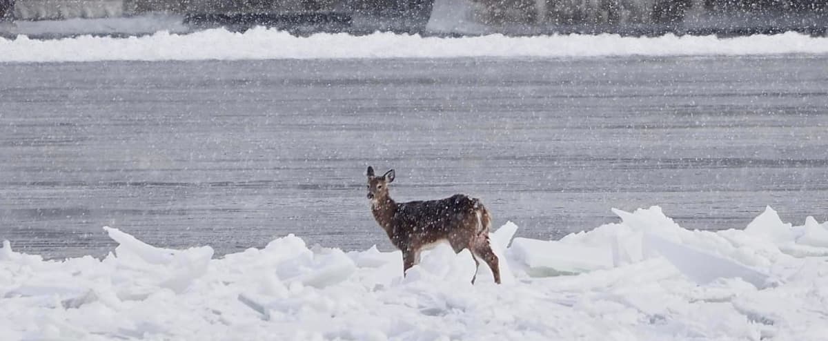 A trapped ice stag causes a stir in Salaberry de Valleyfield