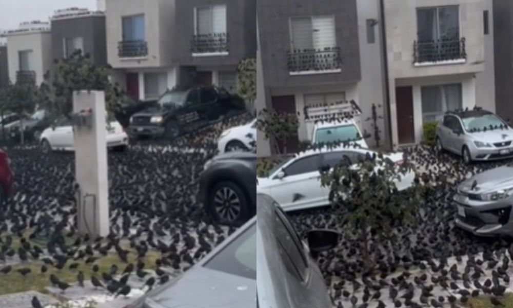 Birds take over the road in Mexico scaring local residents