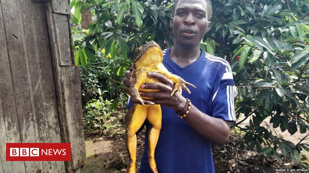 The mission to save the worlds largest frog