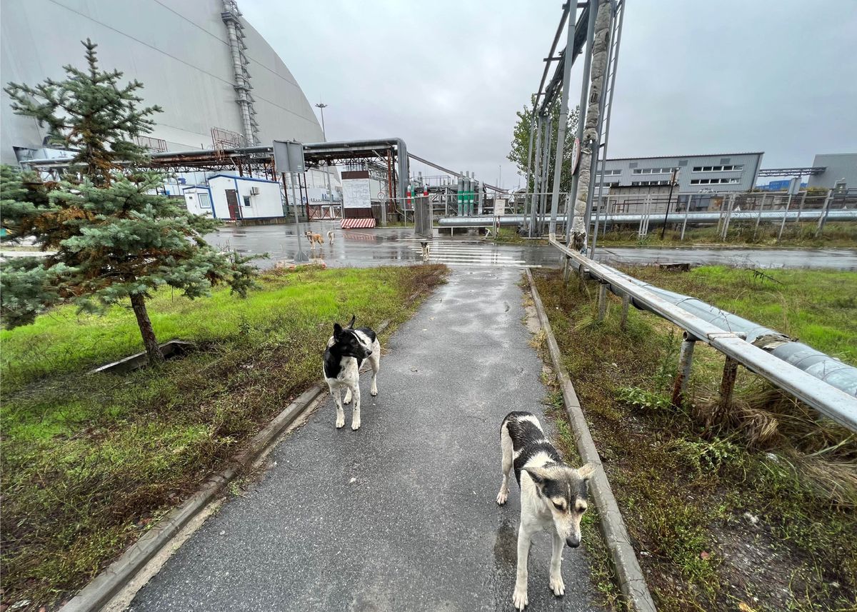 1677872960 Chernobyl stray dogs are genetically different