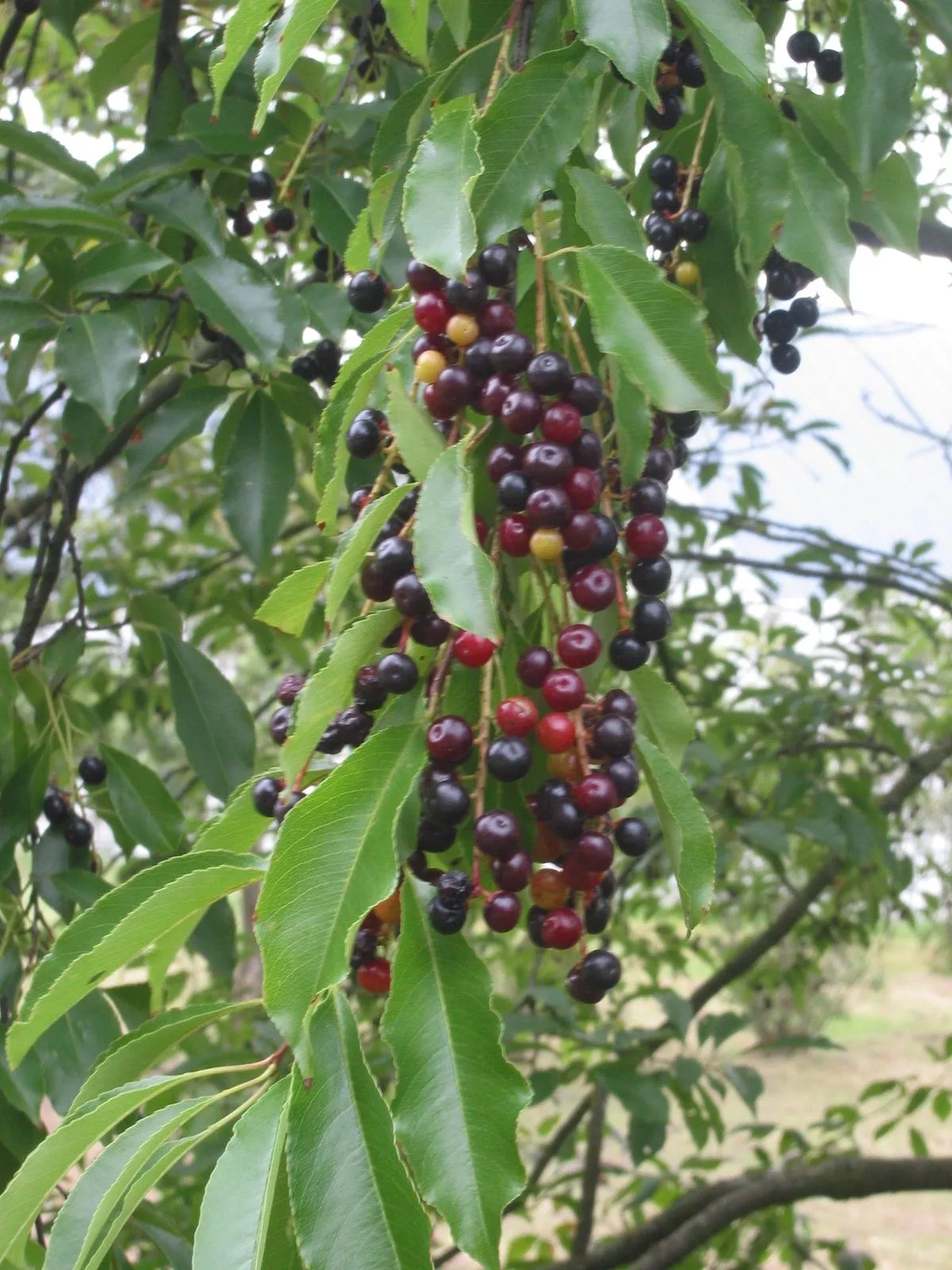 fruit