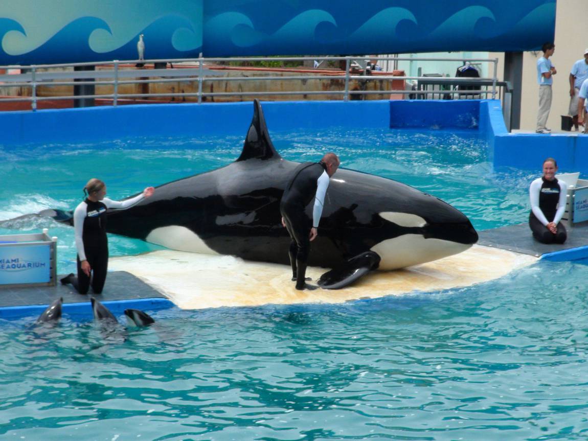 Orca held captive in US for 52 years is released