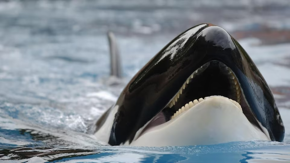 Experts Update North Atlantic Killer Whale Diet Eye on