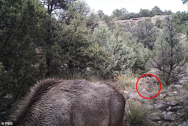 Spotting the mountain lion at first sight is a sure sign that you have good eyesight, but most people overlook it at first glance