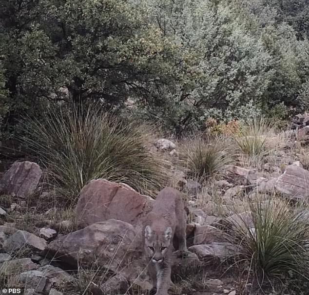 The head of the sanctuary, Anna Weyers, later spotted the mountain lion in a second picture and looked at the shot with the moose again before finding him