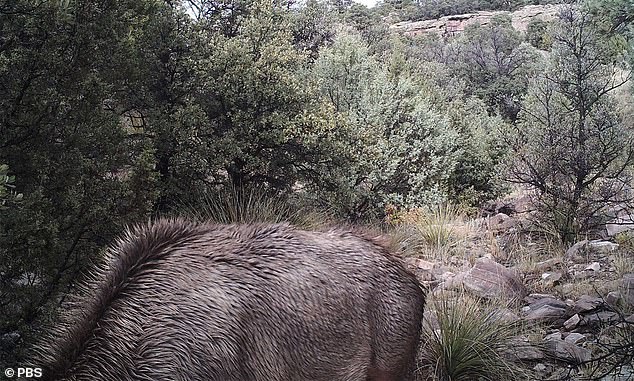 There is a mountain lion chasing this moose can you