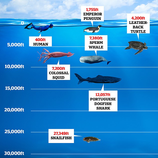 While some animals can survive at extreme depths thanks to adaptations, humans can only go about 400 feet without the help of modern technology