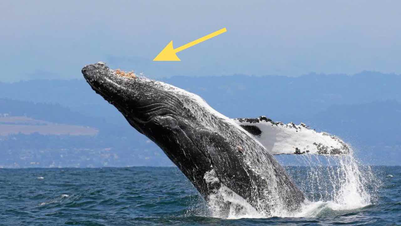 Humpback whale emerges from the water and eats two whole