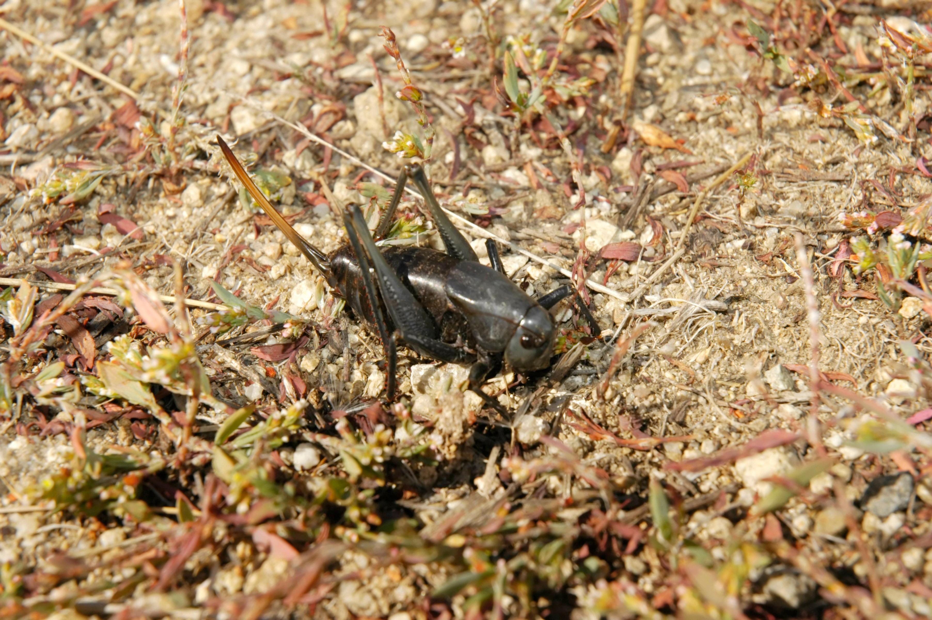 Mormon Crickets: Traits, Why They're So Named, And How Seagulls Have To