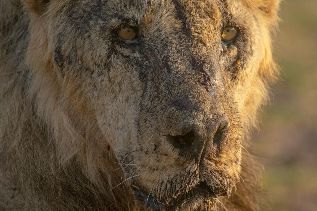 Six lions gored in retaliation after killing a herd of