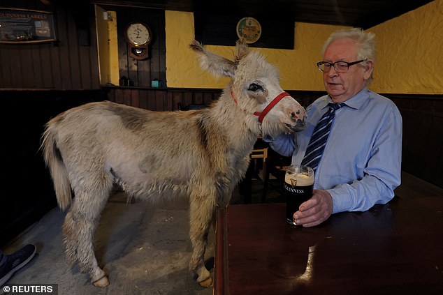 Customer Denny Connolly, 66, pets a donkey named Holly at the pub that appears in Martin McDonagh's film The Banshees of Inisherin.