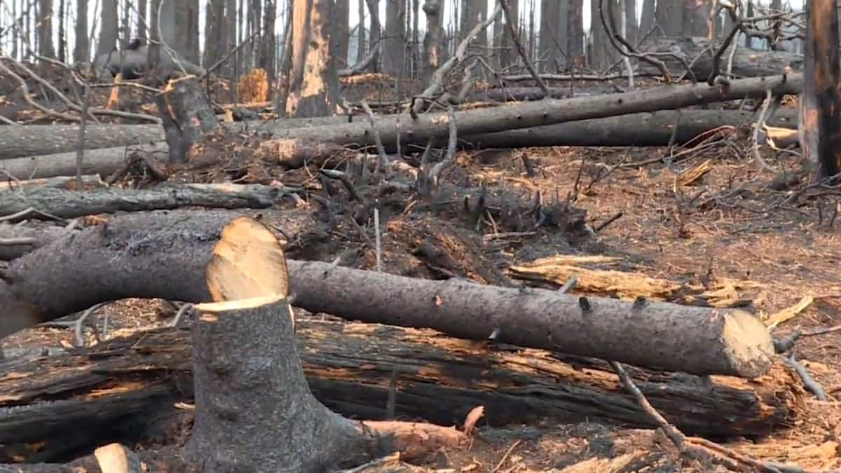 Burnt wood recovery Time is running out according to forest