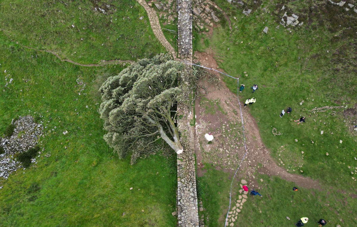 16yearold is arrested after felling over 200yearold tree that was