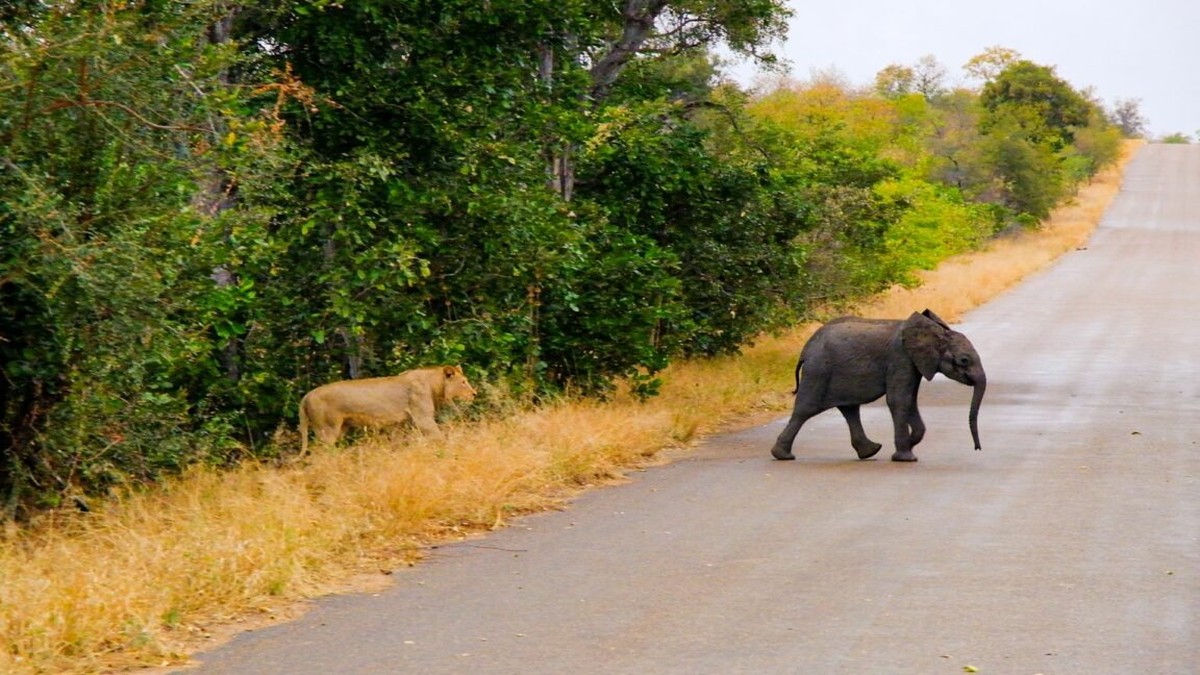 In the Face of the Beasts Baby Elephant Makes Lions