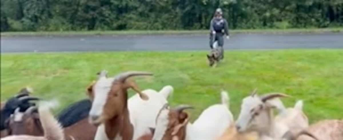 New York State 30 free roaming goats caught by a police