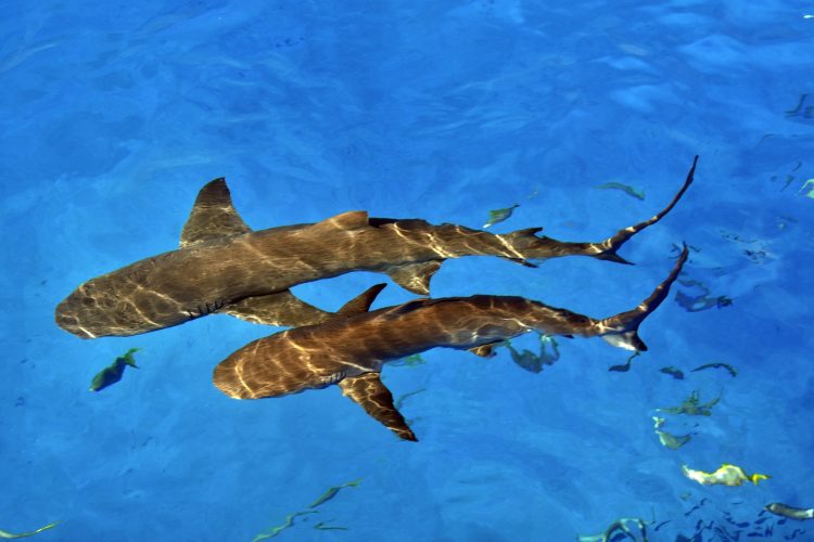 1698577841 96 The key to sharks survival lies in their genetic stability