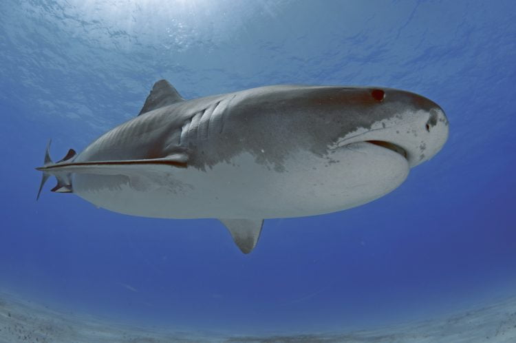 The key to sharks survival lies in their genetic stability