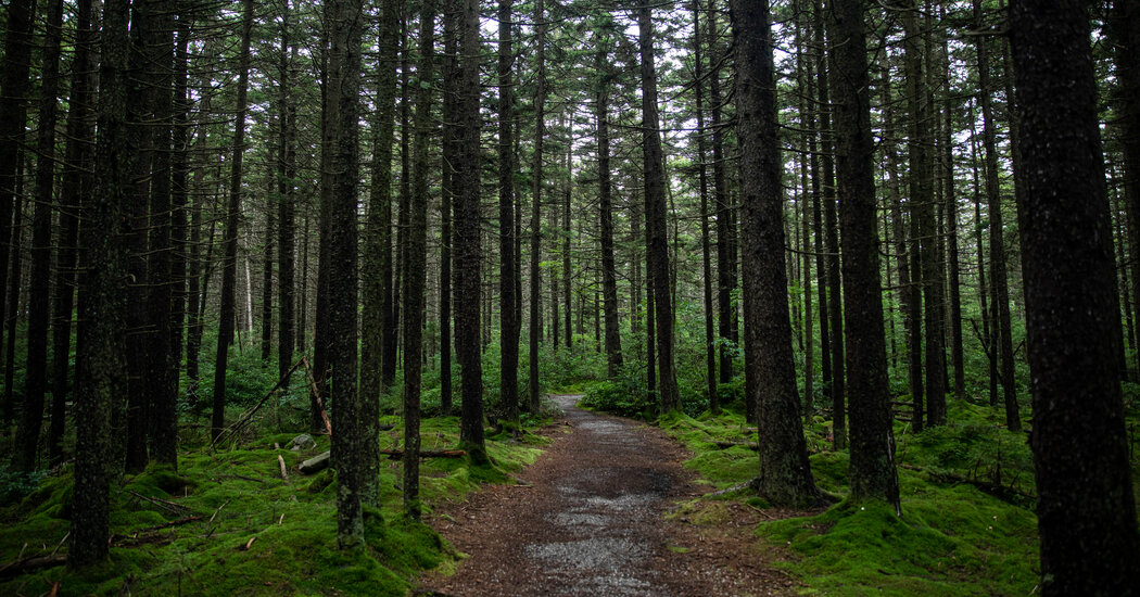 How much can trees combat climate change Massive but not