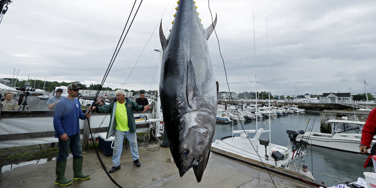 Is farming bluefin tuna on land better or worse than