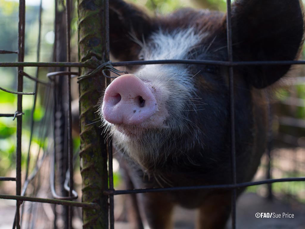 “one Health” Approach To African Swine Fever S Chronicles