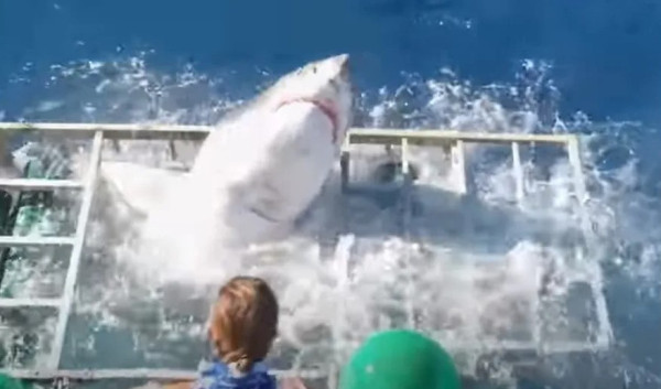 VIDEO Great White Shark Invades Cage Terrorizes Divers OCP News