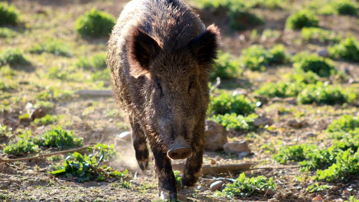 Wild boar wreak havoc in western Canada