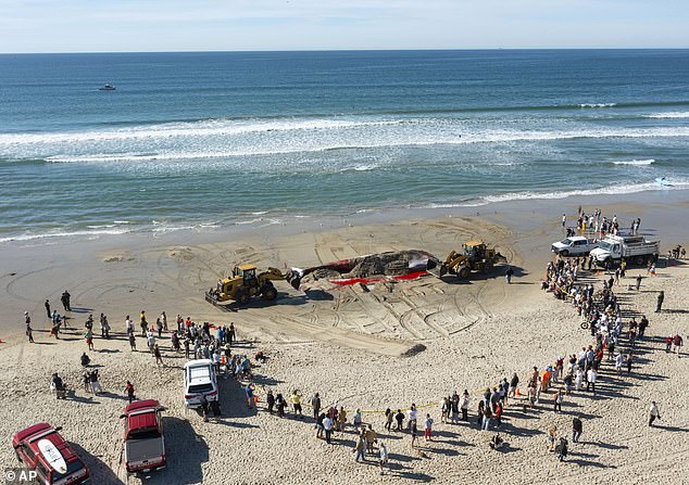 Scientists FINALLY Solve The Case Of A Dead Fin Whale That Washed Up In