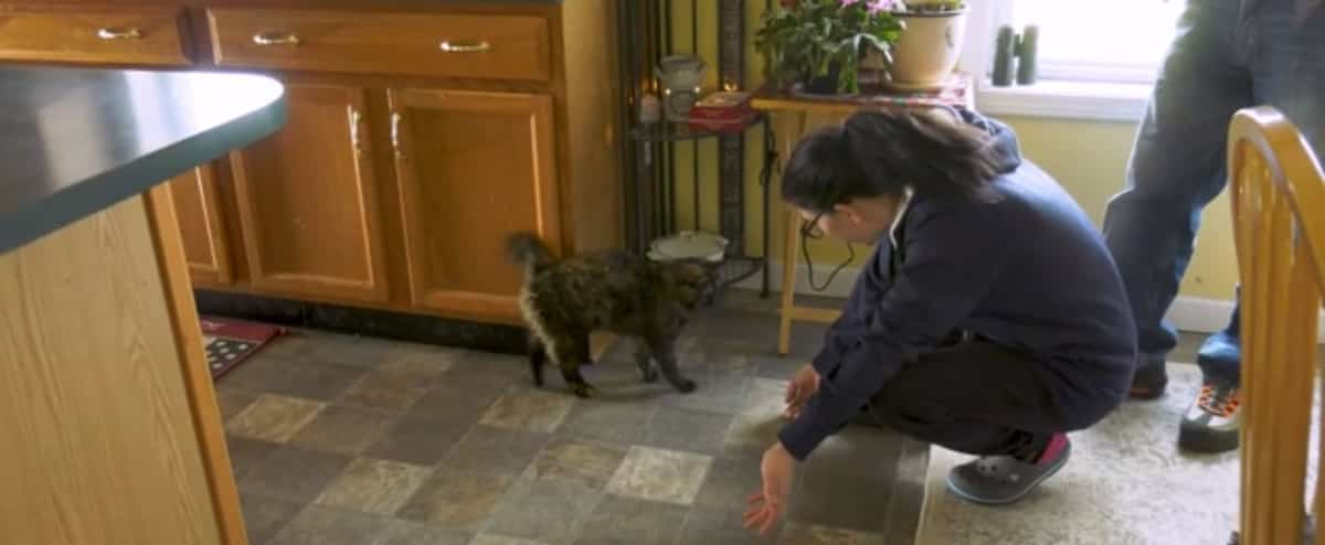 A family finds their cat more than 300 kilometers from